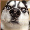 funny dogs puzzle