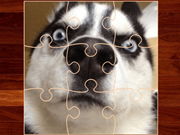 Humorvolles Hunde-Ratespiel